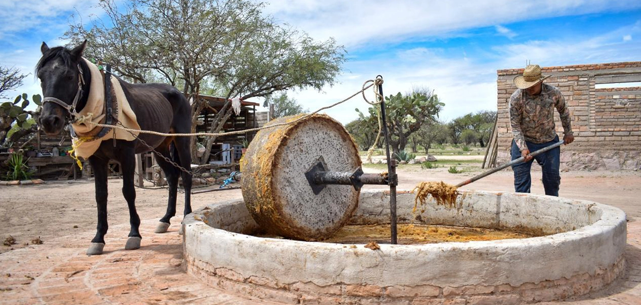 Copa Mundo agave 2 1