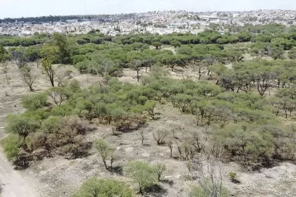 Dijo que junto con “Guardianes del Mezquite” realizan labores de mantenimiento, restauración y vigilancia.