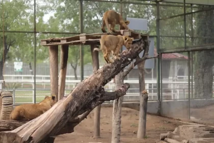 Las multas podrían llegar hasta los 50 mil pesos por este tipo de tráfico