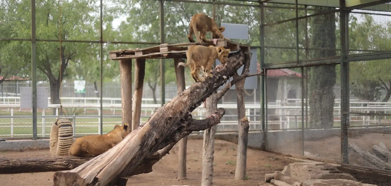 Las multas podrían llegar hasta los 50 mil pesos por este tipo de tráfico