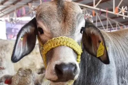 Abigeato sigue azotando a ganaderos locales