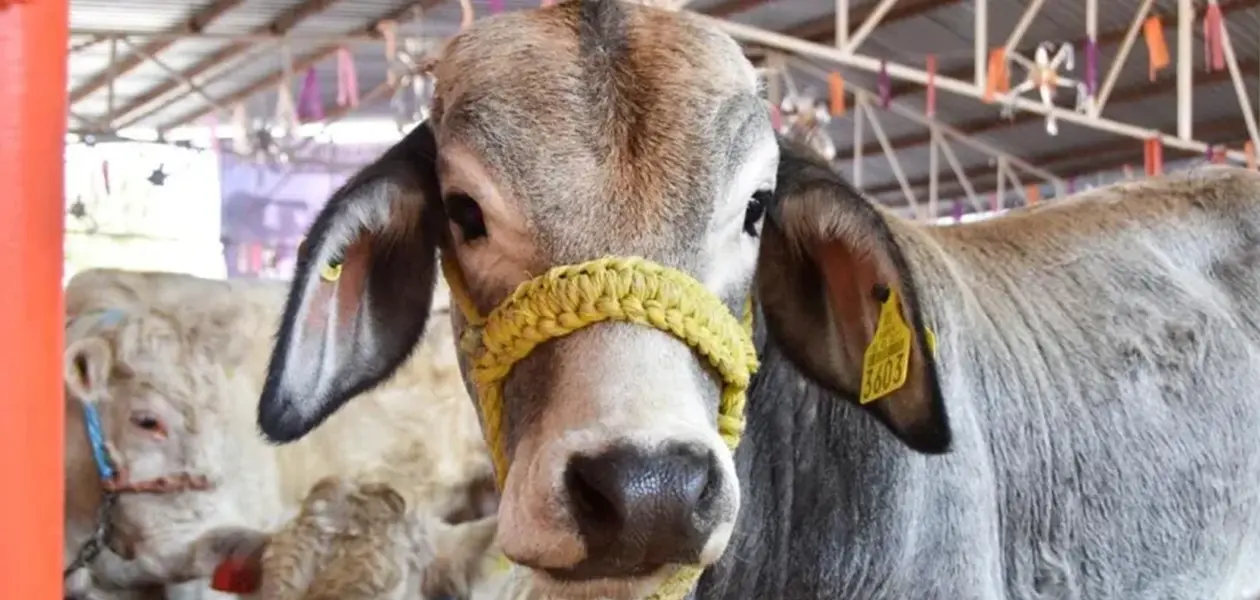 Abigeato sigue azotando a ganaderos locales