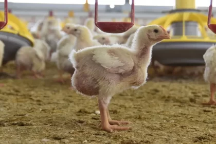 Es Aguascalientes segundo lugar a nivel nacional en producción de pollo