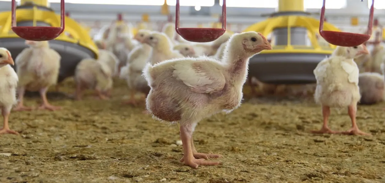 Es Aguascalientes segundo lugar a nivel nacional en producción de pollo