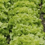 Ocupa Aguascalientes el cuarto lugar nacional en cultivo de lechugas