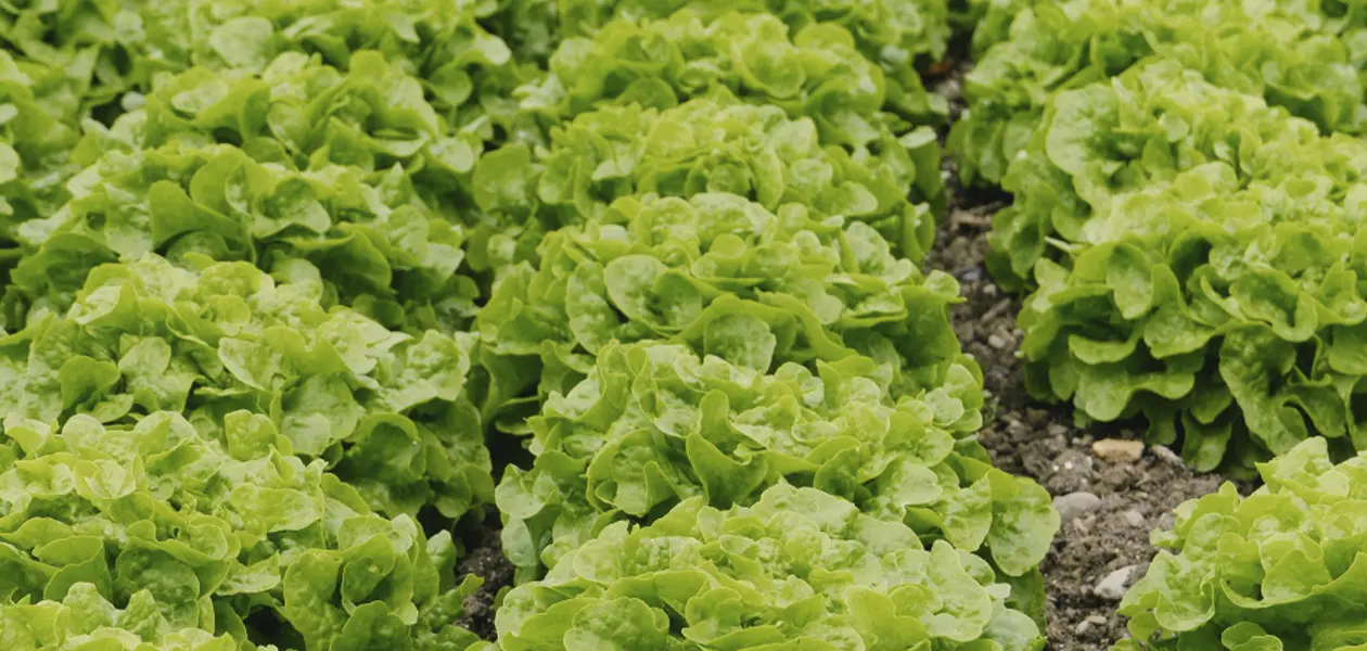 Ocupa Aguascalientes el cuarto lugar nacional en cultivo de lechugas