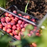 Pone en marcha Tere Programa de Diversificación de Cultivos