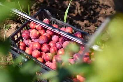 Pone en marcha Tere Programa de Diversificación de Cultivos