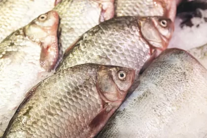 Hasta 140 pesos costará la tilapia en estas Pascuas