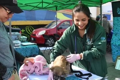 Hay que heredar a perrhijos y gathijos: animalistas
