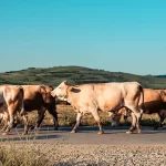 Ingreso de leche en polvo desplaza a productores locales