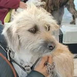 Lanza Municipio nueva campaña para esterilización de mascotas