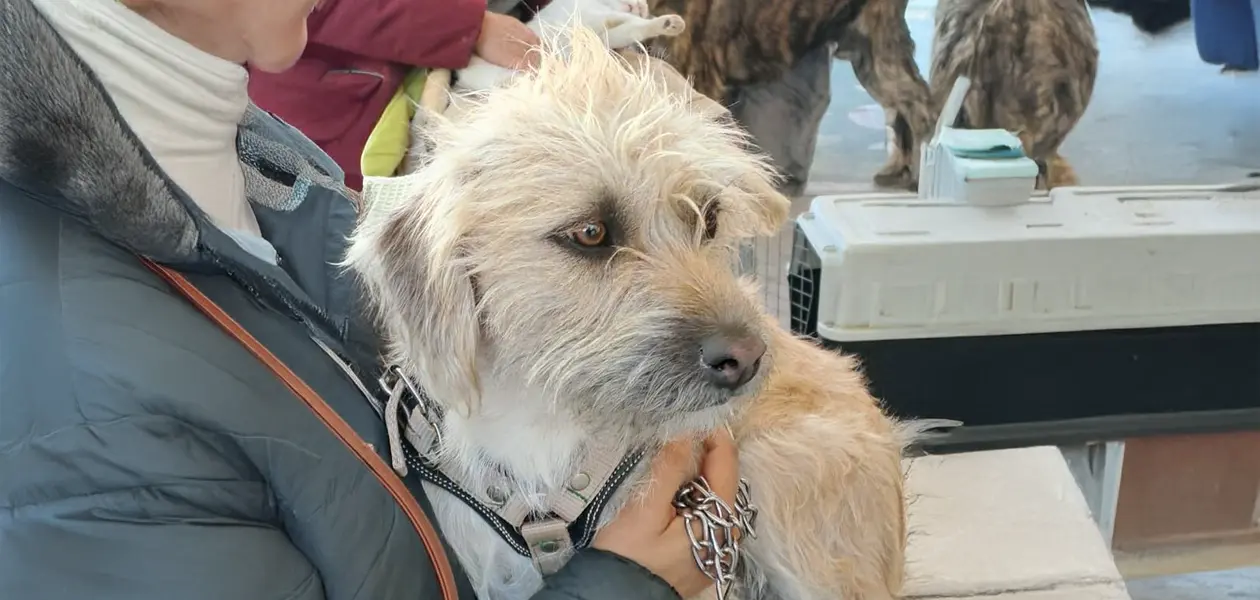 Lanza Municipio nueva campaña para esterilización de mascotas