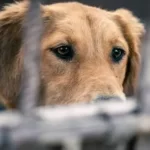 Megajornada municipal de esterilización de mascotas