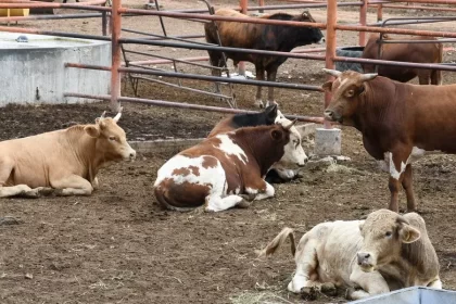 Piden tomar medidas para evitar llegada del gusano barrenador