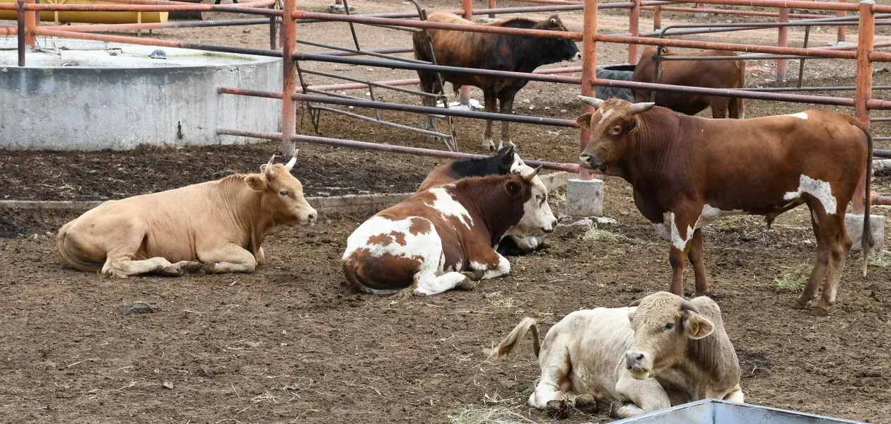 Piden tomar medidas para evitar llegada del gusano barrenador