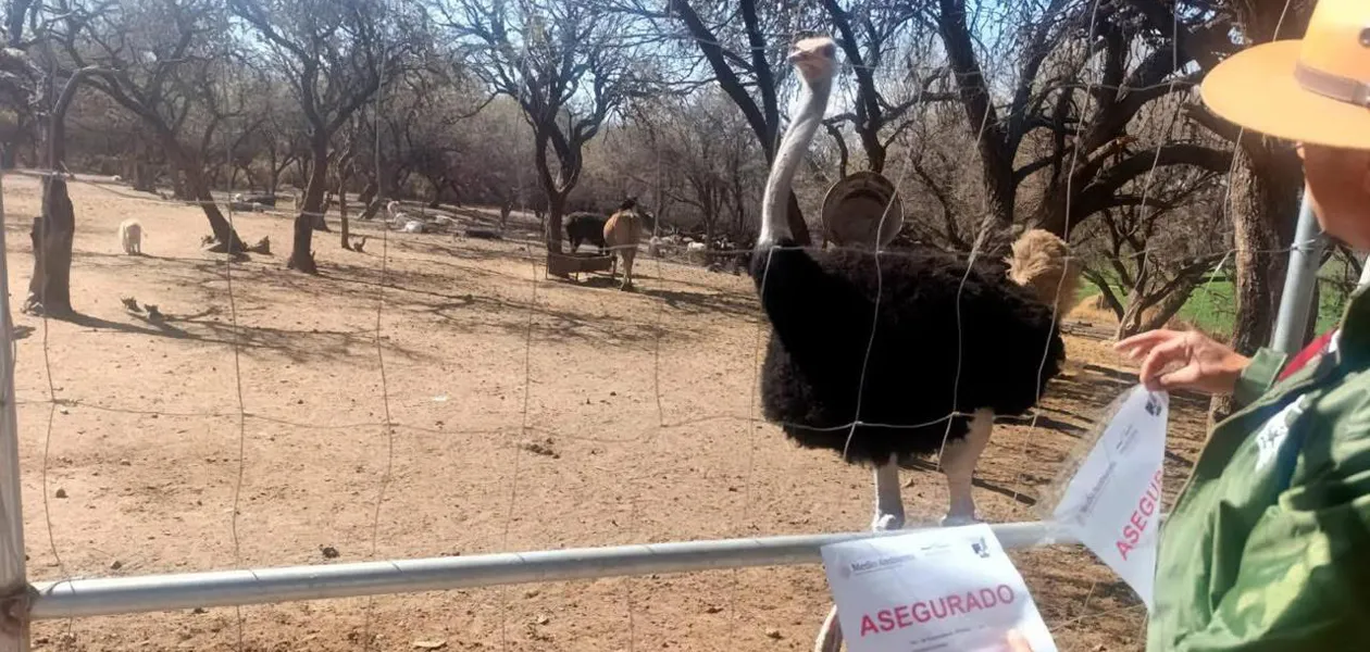 Presenta dueño los documentos de fauna exótica