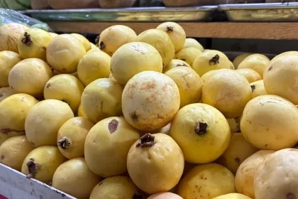 Guayaba de Calvillo es reconocida como patrimonio nacional