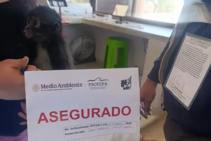 Alertan sobre castigos de tener ejemplares silvestres ilegalmente 1