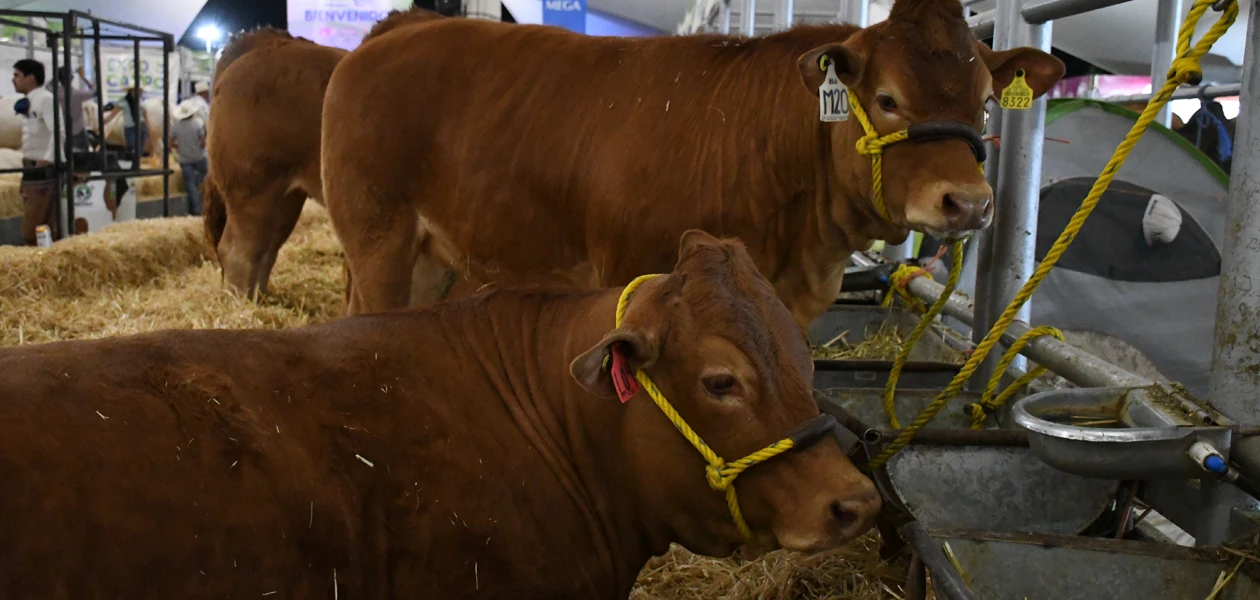 Descartan la presencia de gusano barrenador en Aguascalientes