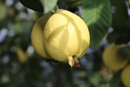 Guayaba de Calvillo, El reconocimiento que tardó dos décadas en llegar