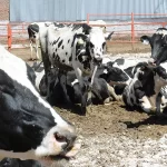 Lanzan alerta por gusano barrenador