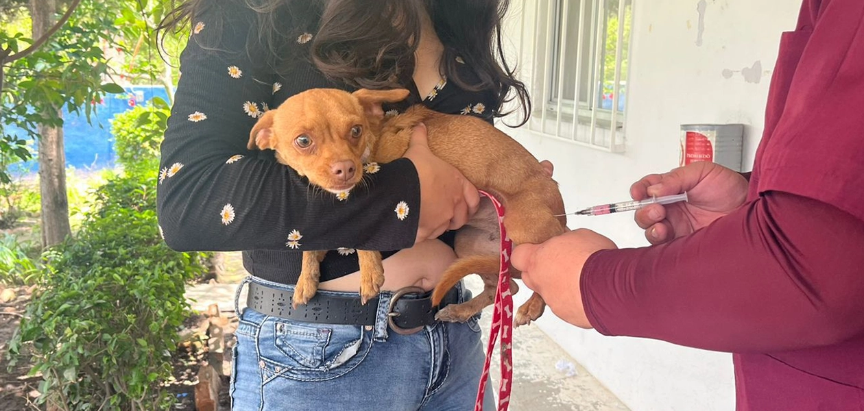Y ahora a inmunizar a las mascotas contra la rabia 2