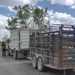 Fortalecen lucha contra abigeato en JM