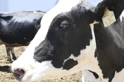 Ya son 6 los contagios de barrenador en el Estado
