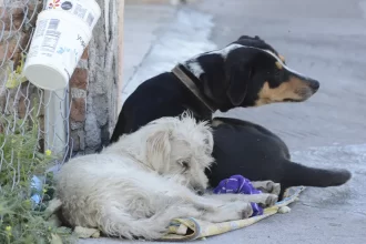 ALERTA POR GUSANO BARRENADOR EN PERROS: REVISAR HERIDAS