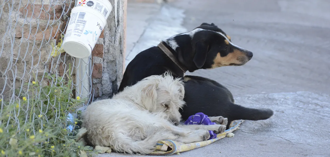 ALERTA POR GUSANO BARRENADOR EN PERROS: REVISAR HERIDAS