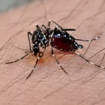 Amenaza con expandirse el dengue; suman 3 casos confirmados por el ISSEA