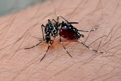 Amenaza con expandirse el dengue; suman 3 casos confirmados por el ISSEA