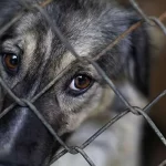 Animales en situación de calle peligran, pero también son un riesgo para la salud: PVEM