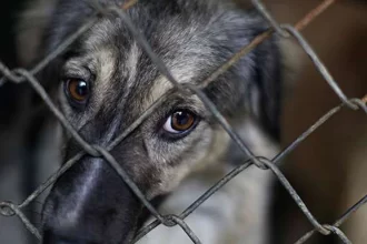 Animales en situación de calle peligran, pero también son un riesgo para la salud: PVEM