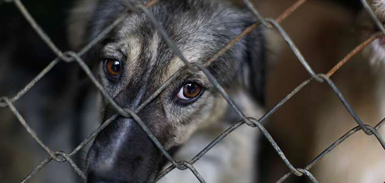 Animales en situación de calle peligran, pero también son un riesgo para la salud: PVEM