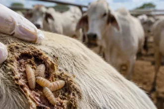 Aumenta a 34 los casos de gusano barrenador