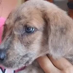 Ciudadanos rescatan de manera altruista mascotas desvalidas