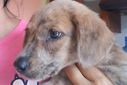 Ciudadanos rescatan de manera altruista mascotas desvalidas