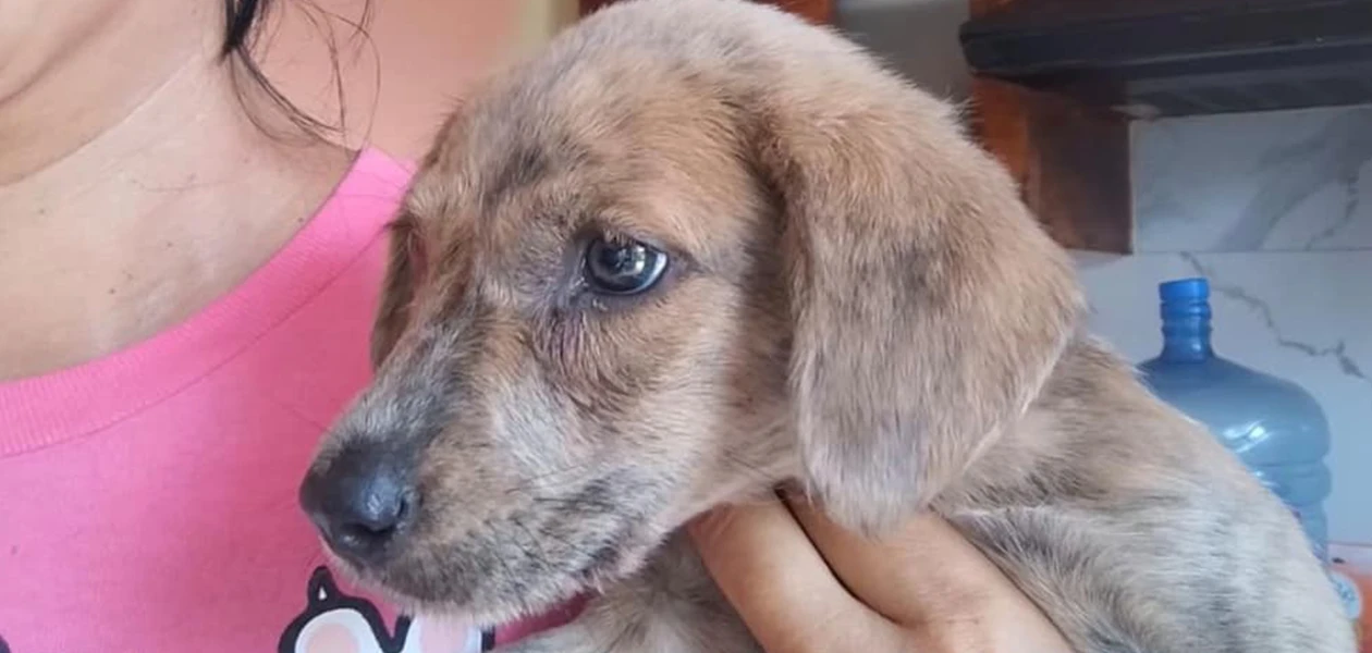 Ciudadanos rescatan de manera altruista mascotas desvalidas