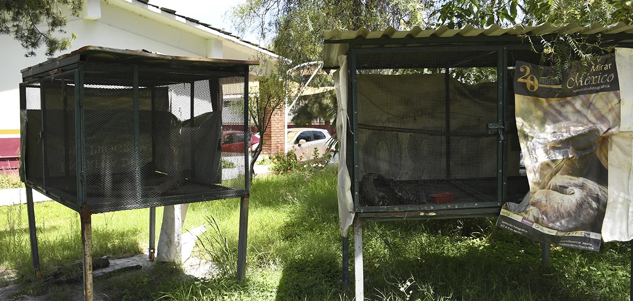 Clausuran rancho Delustone tras ataque de jaguar a un menor y la fuga de un animal