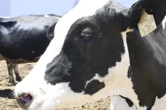 Consumo de carne es seguro en la Entidad
