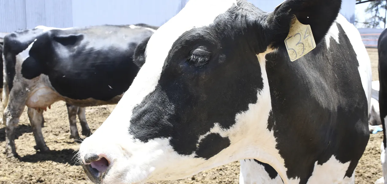 Consumo de carne es seguro en la Entidad