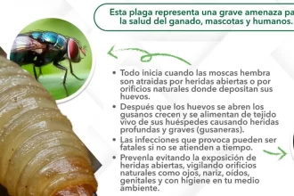 Estamos rodeados de casos del gusano barrenador