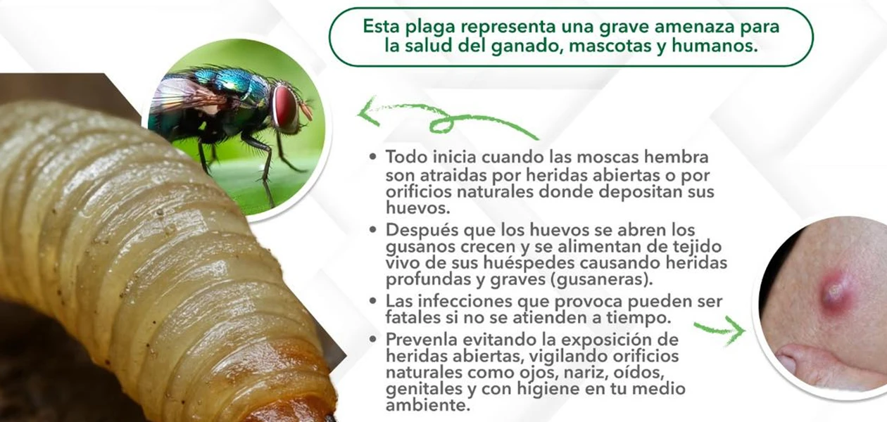 Estamos rodeados de casos del gusano barrenador
