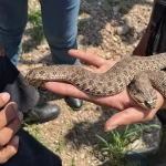 Gobierno de JM capacita sobre manejo de serpientes