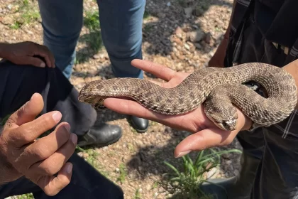 Gobierno de JM capacita sobre manejo de serpientes