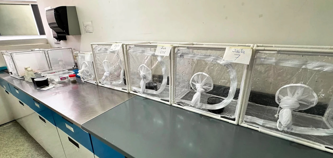 Implementa Tere nueva estrategia contra el dengue
