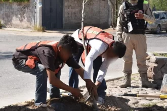 Intensifican esquema de reforestación en JM