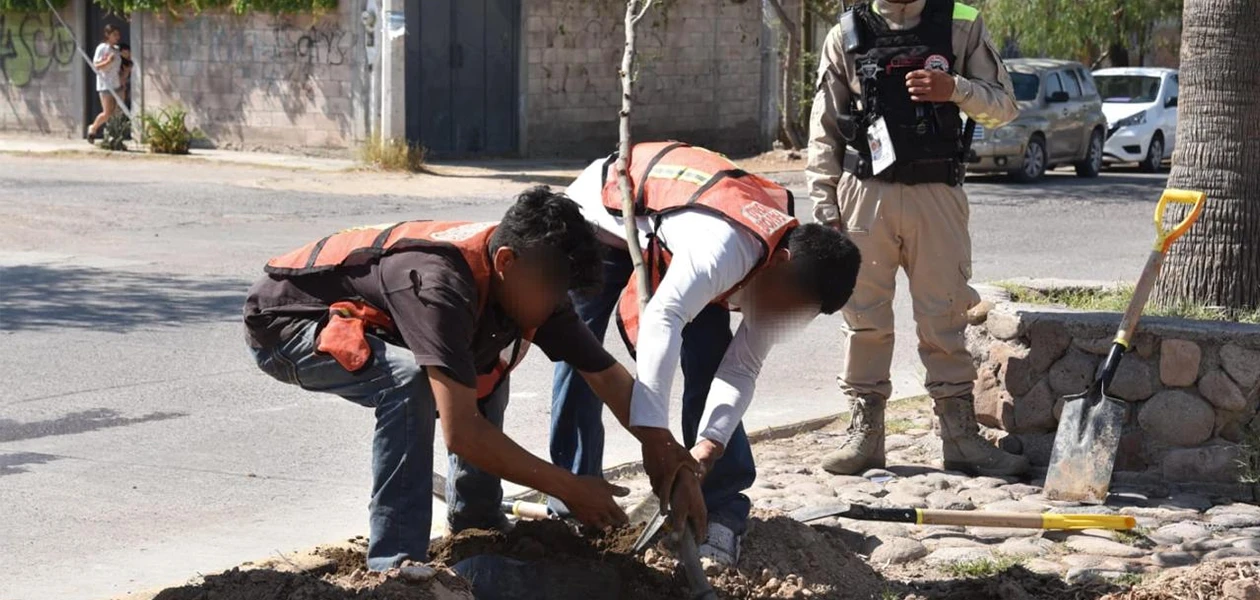 Intensifican esquema de reforestación en JM